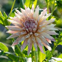 Dahlia - Semicactus Cafe de Paris