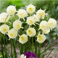 Narcissus Arctic Bells - Pack of TEN Bulbs
