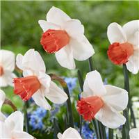 Narcissus Magic Charm - Pack of 10