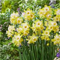 Narcissus Hunter Sunrise - Pack of TEN Bulbs