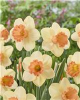 Narcissus Fulfillment - Pack of TEN Bulbs