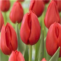 Tulip Kingsblood - Pack of 6