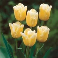 Tulip Sweet Harmony - Pack of 20 Bulbs
