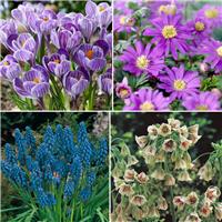 Happy Bee Collection - Pack of 50 Bulbs