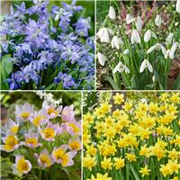Woodland Collection - Pack of 50 Bulbs