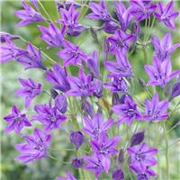 Triteleia laxa 'Queen Fabiola' - Pack of 10 Bulbs