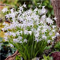 Ornithogalum Nutans - Star of Bethlehem - Pack of 12 Bulbs