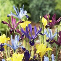 Iris Dwarf Reticulata Mixture - Pack of 30