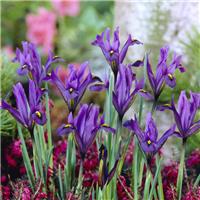 Iris Reticulata J.S. Dijt - Pack of 10 Bulbs