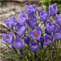 Crocus Aqua - Pack of 12 Bulbs