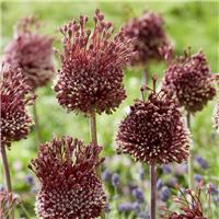 Allium Red Mohican - Pack of THREE Bulbs