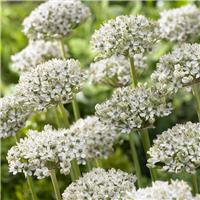 Allium multibulbosum 'Nigrum' - Pack of 5 Bulbs