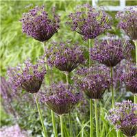 Allium Miami - Pack of 5 Bulbs