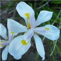 Iris Alaska - Pack of 10 Bulbs