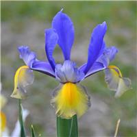 Dutch Iris Miss Saigon - Pack of 10 Bulbs