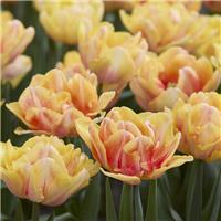 Tulipa Foxy Foxtrot - Pack of 6