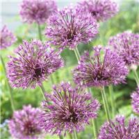 Allium jesdianum 'Early Emperor' - Pack of 2 Large Bulbs