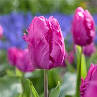 Tulipa Parrot Prince - Pack of 6