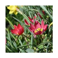 Tulipa Red Beauty - Pack of 6