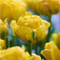 Tulipa Vulcan d'Or - Pack of 6
