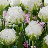 Tulipa Snow Crystal - Pack of 6