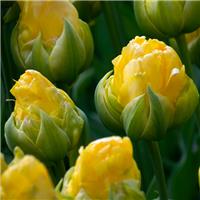 Tulipa Vanilla Coup - Pack of 6