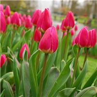 Tulipa Spryng Tide - Pack of 6