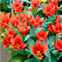 Tulipa Toronto - Pack of 6