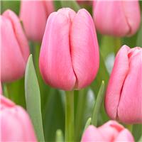 Tulipa Tresor - Pack of 6