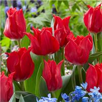 Tulipa Pretty Woman - Pack of 6