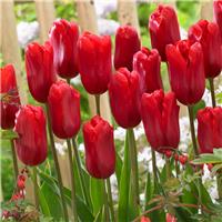 Tulipa Red Proud- Pack of 6