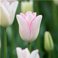 Tulipa Beauty Trend- Pack of 6
