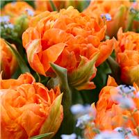 Tulipa Orca - Pack of 6