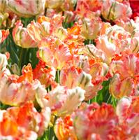 Tulipa Apricot Parrot - Pack of 6