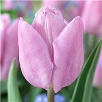 Tulipa Candy Prince - Pack of 6