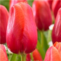 Tulipa Avignon - Pack of 6