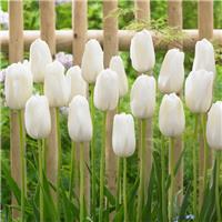 Tulipa White Proud - Pack of 6