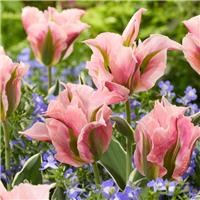 Tulipa China Town - Pack of 6