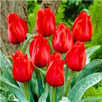 Tulipa Julius Caesar - Pack of 6