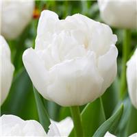 Tulipa White Heart - Pack of 6