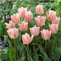 Tulipa Rejoyce - Pack of 6