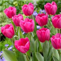 Tulipa Barcelona - Pack of 6