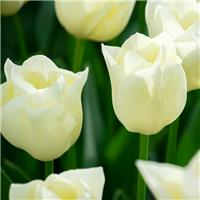 Tulipa Yankee - Pack of 6