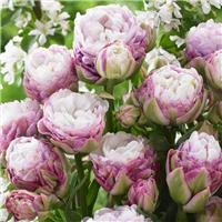 Tulipa Peggy Wonder - Pack of 6