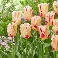 Tulipa Flaming Art - Pack of 6