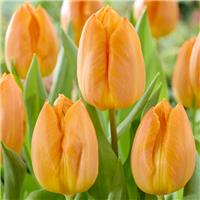 Tulipa Sunrise Prince - Pack of 6