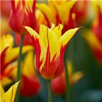 Tulipa Fire Wings - Pack of 6