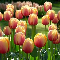 Tulipa Marit - Pack of 6