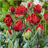 Tulipa Rococo Double - Pack of 6