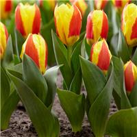 Tulipa Stresa - Pack of 6